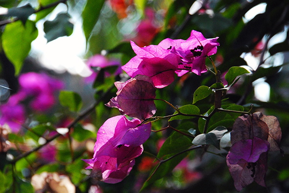 Flowers