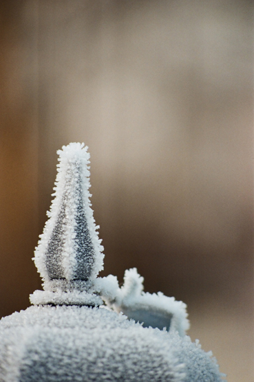WInter in the garden
